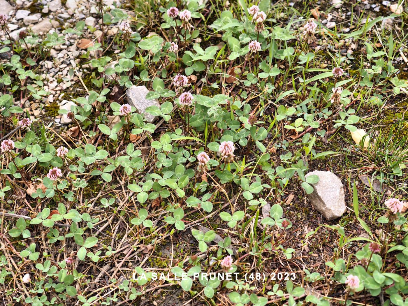 Clover, Prostrate plant